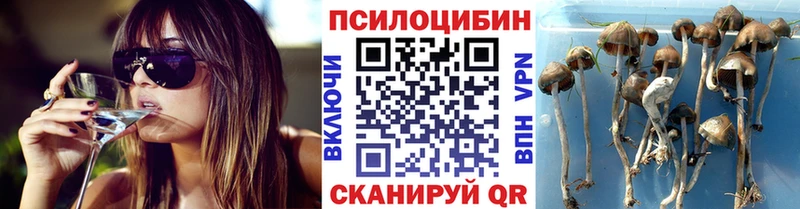 Псилоцибиновые грибы Cubensis  купить наркотики цена  Зверево 